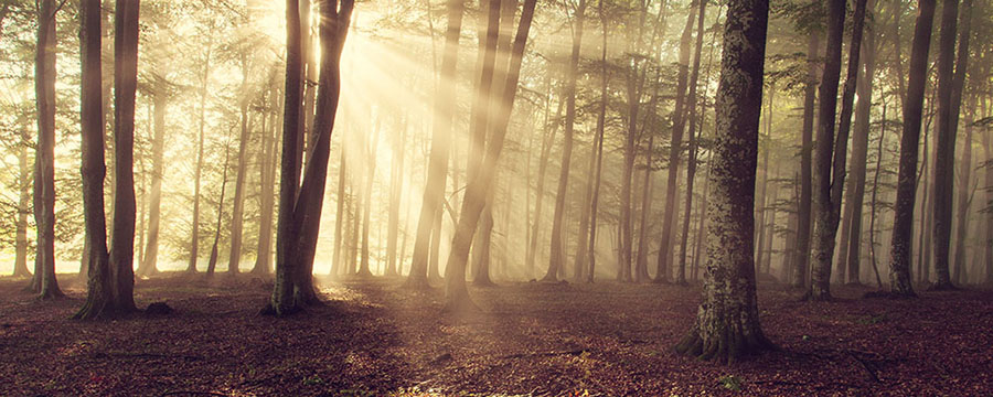 Yogawalk mit Yoga Jetzt im Wald